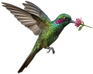 a humming flying with its wings open.jpg